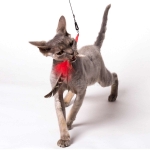 PurrSuit Interchangeable Cat Toy LONG wand with Spinning Feather prey - ClipOn